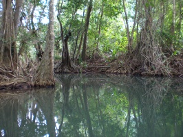 Dominica Indian River14